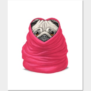 Pug in a warm blanket Posters and Art